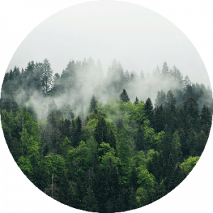 Forest Collection