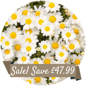 Field of Daisies Splashback