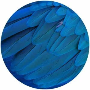 Macaw Splashback