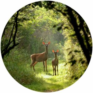 Deer on Nature Trail Splashback