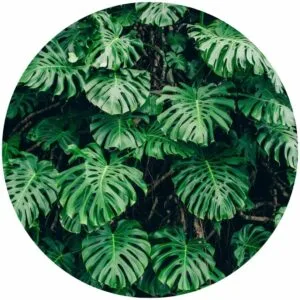 Monstera Plant Splashback