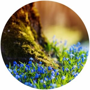 Spring Bloom Splashback