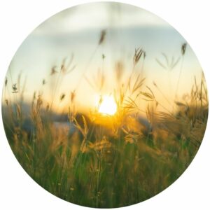 Prairie Grass at Twilight Splashback