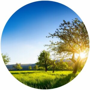 Vibrant Summer Meadow Splashback
