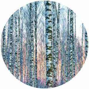 White Birch Forest Splashback