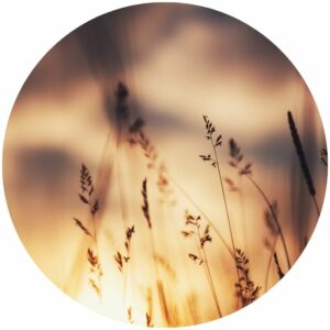 Wild Grass at Sunset Splashback