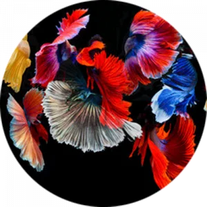 Abstract Vibrant Floral Fish Splashback