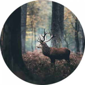 Autumn Forest with Stag Splashback