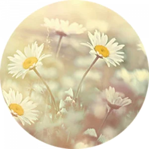 Daisies Splashback