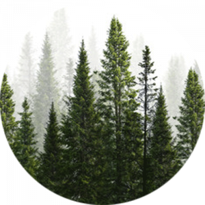 Dark Green Forest Splashback