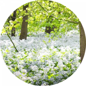 Green forest and white blooming wild garlic Splashback
