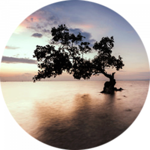 Lone Tree Splashback