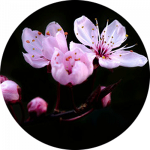 Spring Blossom Splashback