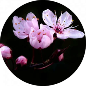 Spring Blossom Splashback