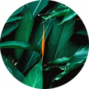 Tropical Green Splashback