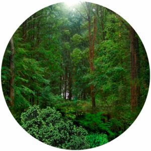 Dense Wild Forest Splashback