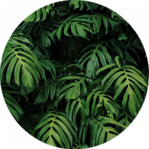 Wild Monstera Splashback