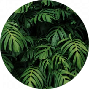 Wild Monstera Splashback