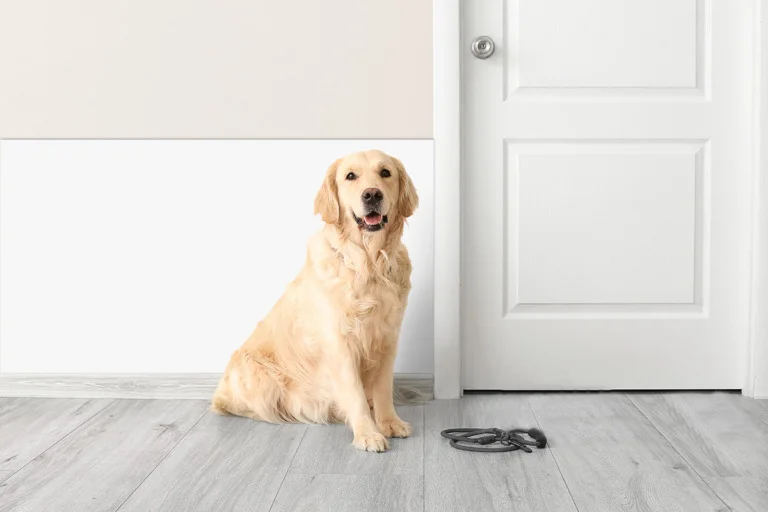 dog splashback wall